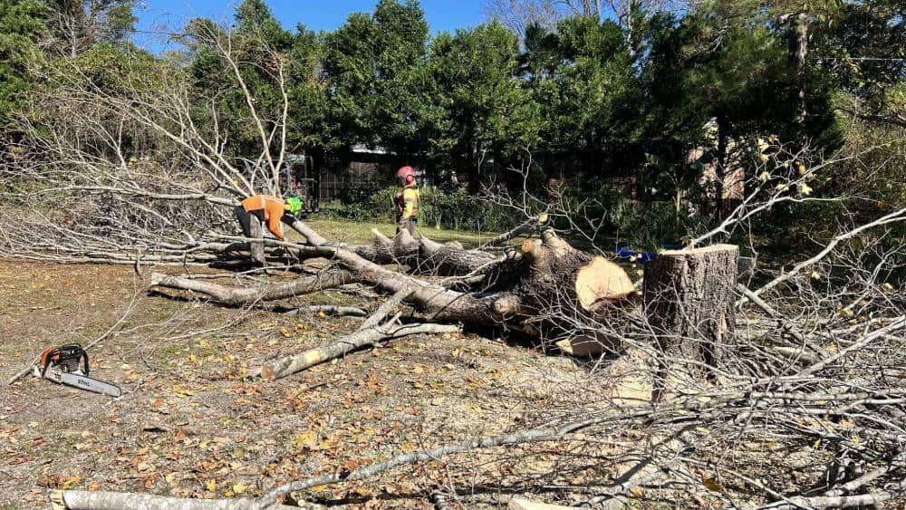 Completed tree work by Gaycas Tree Services in Columbia SC