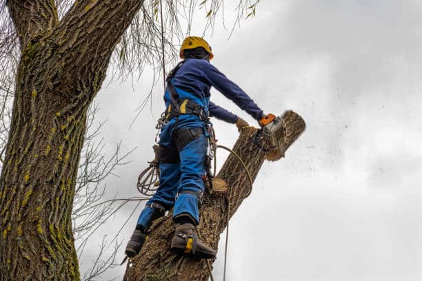 Tree Removal — Gaycas Tree Services
